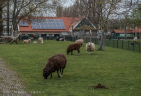 Schalk Burgerplein - kinderboerderij Woelige Stal-3