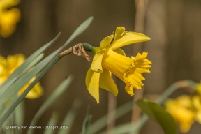 Clingendael-001-04