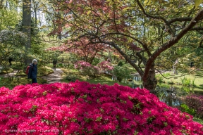 Japanse Tuin-16