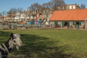 Havenkade - Stadsboerderij 't Waaygat - 3
