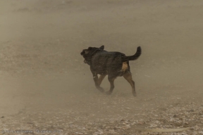 Scheveningen-storm-281013-12