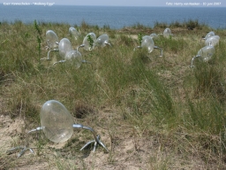 Koen Vanmechechelen - Walking Eggs -1