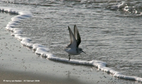 strand-meijendel-06