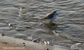 strand-meijendel-09