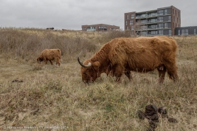 Westduinpark - Schorse Hooglanders-01