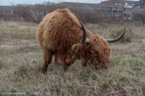 Westduinpark - Schorse Hooglanders-02