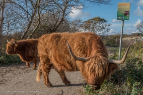 Westduinpark - Schorse Hooglanders-05