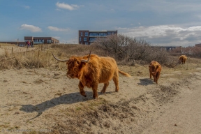 Westduinpark - Schorse Hooglanders-07