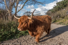 Westduinpark - Schorse Hooglanders-08