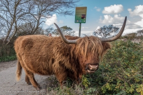 Westduinpark - Schorse Hooglanders-10