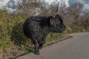 Westduinpark - Schorse Hooglanders-15